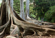 Moreton Bay Fig tree roots