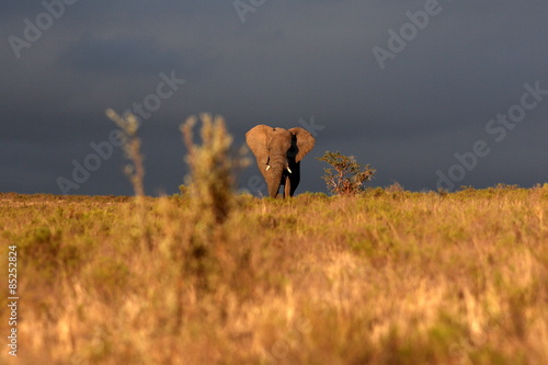 Obraz na płótnie A big elephant bull walks through an open grassland in this image.