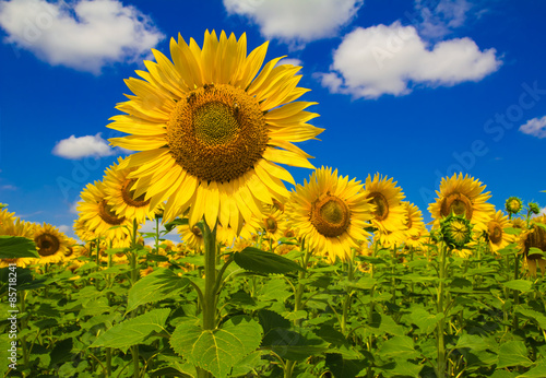 Coltivazione di girasoli in un campo umbro