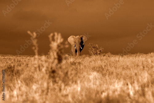 Obraz na płótnie A big elephant bull walks through an open grassland in this image.