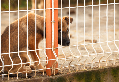 sad puppie behind fence