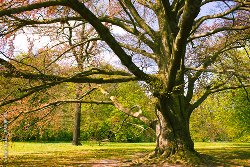 park-z-copper-beech-fagus-sylvatica