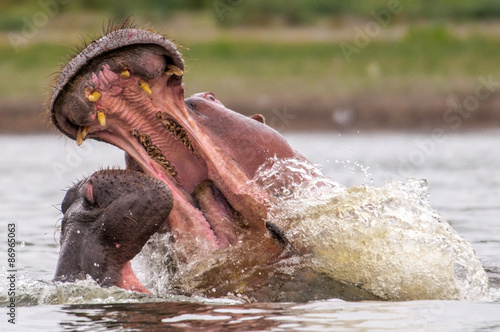 Obraz na płótnie Hippopotamus, Kenya