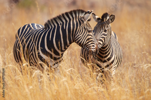 Two zebras in long grass