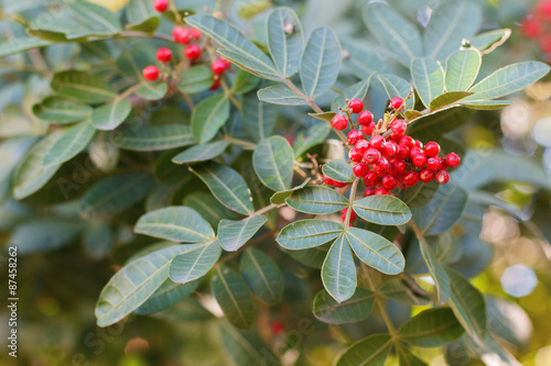 Schinus terebinthifolius, Brazilian pepper, aroeira, rose pepper
