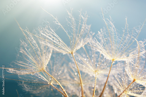 piekny-dandelion-z-ziarnami-makro-widok