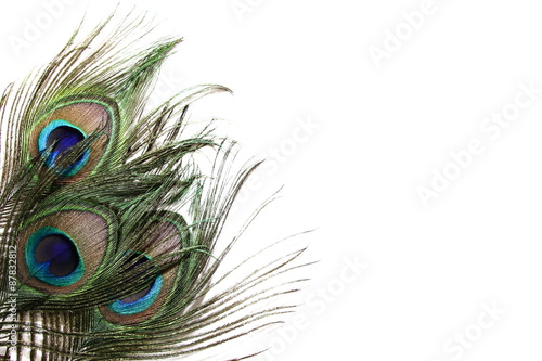 Peacock Feather