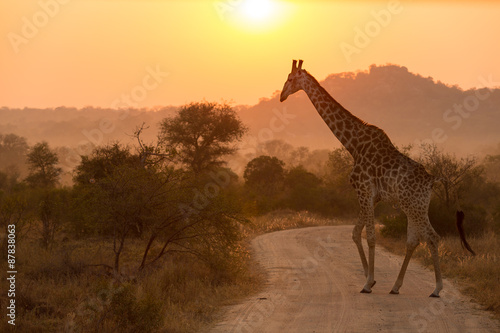 Obraz na płótnie Giraffe At Sunrise Kruger National Park