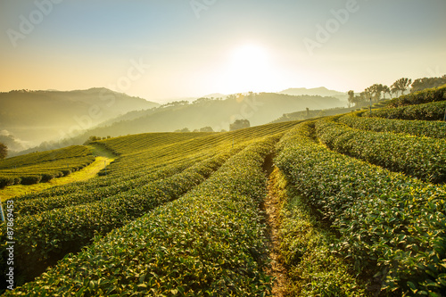 Poster Sunrise view of tea plantation landscape at 101 Chiang Rai Tea,N