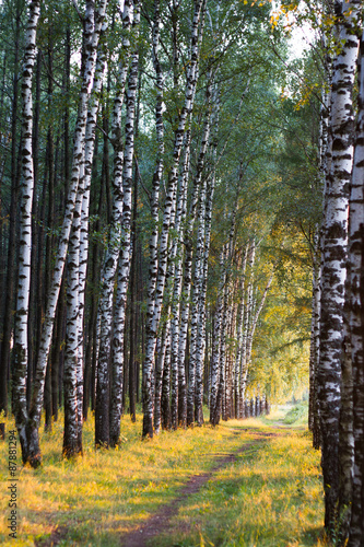 rosyjskie-brzozy-naturalna-aleja