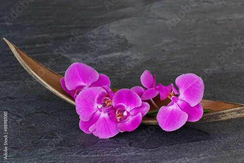 Valokuva Orchideenblüte