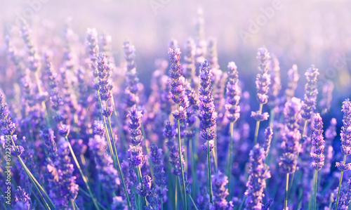 Lavender flowers
