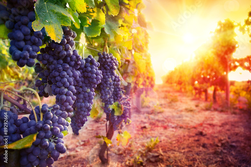 Poster vineyard with ripe grapes in countryside at sunset