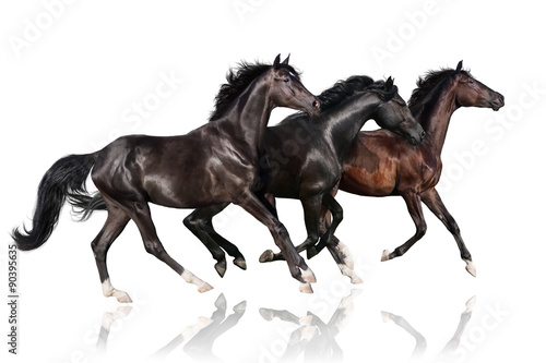 Obraz na płótnie Dark horses isolated