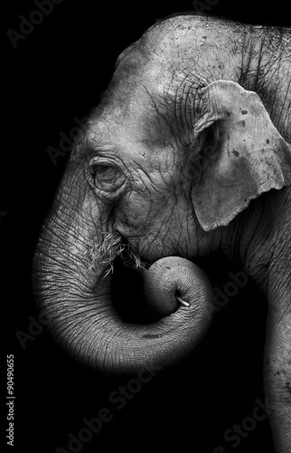 Obraz na płótnie Portrait of elephant