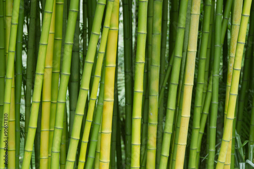 Lacobel Green bamboo nature backgrounds