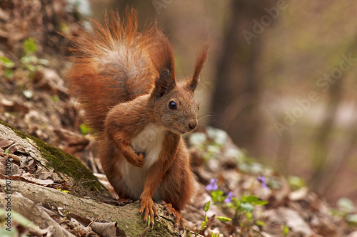 close up of squirrel in forest Poster