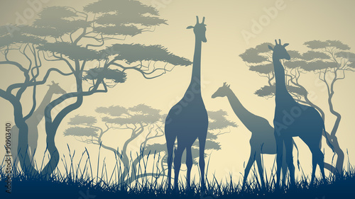 Obraz na płótnie Horizontal illustration of wild giraffes in African savanna.