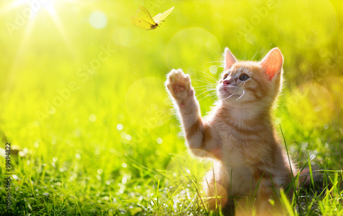 art Young cat / kitten hunting a ladybug with Back Lit