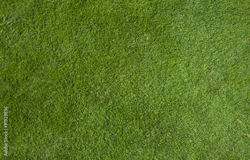 Green grass texture