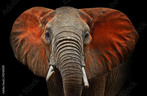 Obraz Fotograficzny Elephants of Tsavo