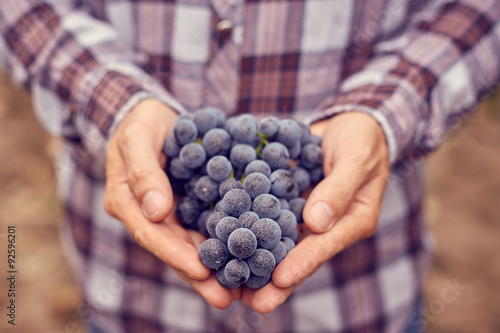 Poster Farmers hands with blue grapes