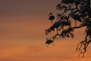 Cigüeñas en posadero para pasar la noche en Parque Nacional de Doñana