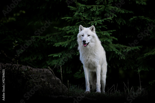 Poster loup blanc arctique animal mammifère