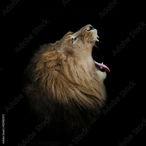 Obraz na płótnie lion yawning on black profile