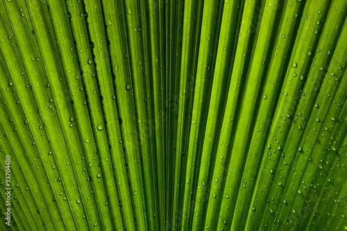 Fototapeta Texture of Green palm Leaf Rain drops