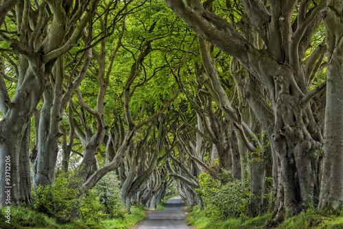 irlandia-aleja-dark-hedges