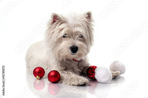 west highland white terrier on sled between christmas decoration, white background