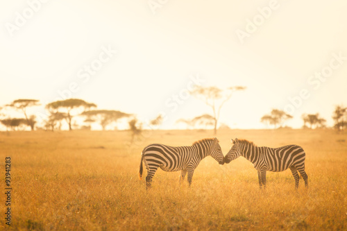 Zebra Love in the Serengeti