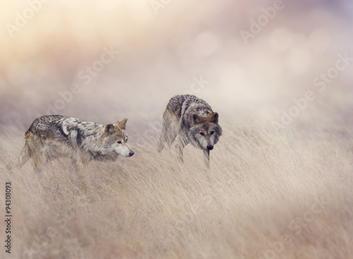 Zdjęcia Two Wolves in Tall Grass