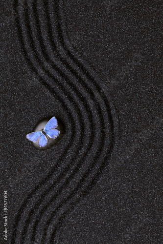 blekitny-zywy-motyl-na-zen-ogrodzie-z-fala