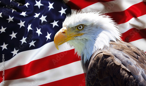 North American Bald Eagle on american flag © stefanoventuri