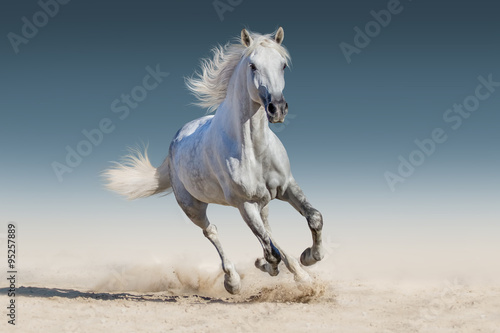 Fototapeta WHite horse run gallop