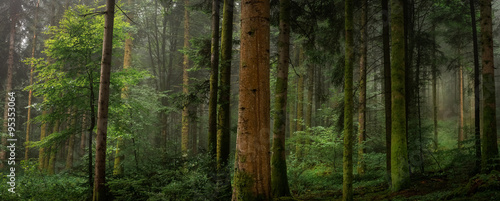 Dans un sous bois tronc de sapin avec et sans mousse