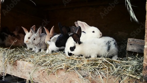 group of small young rabbits in shed. Easter symbol, Slovak ...