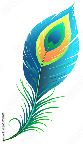 Peacock feather