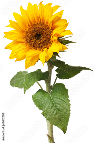 sunflower isolated