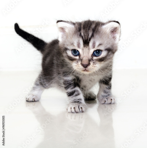 Cute American Shorthair Cat Kitten Buy Photos Ap Images