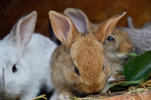 Фото: Group of small young rabbits in shed. Easter symbol, Slovak ...