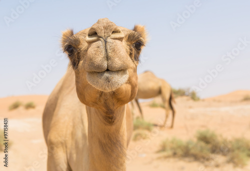 wild camel in the hot dry middle eastern desert uae