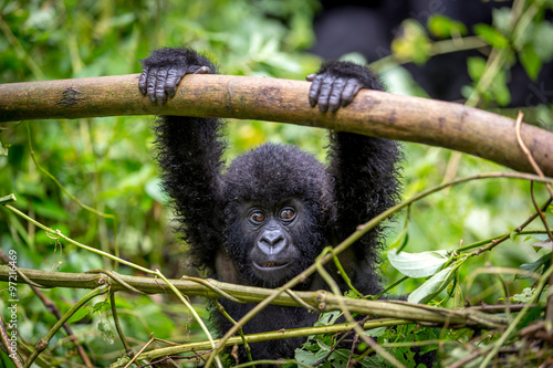 Poster Gorila trek inside Virunga National Park in Democratic Republic of Congo