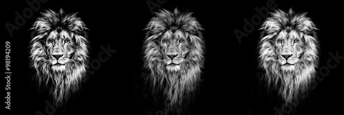 Poster Portrait of a Beautiful lion, lion in the dark, oil paints