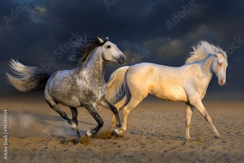 Obraz na płótnie Two horse play in desert against dramatic sky