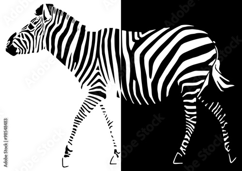Zèbre pop art mi noir, mi blanc