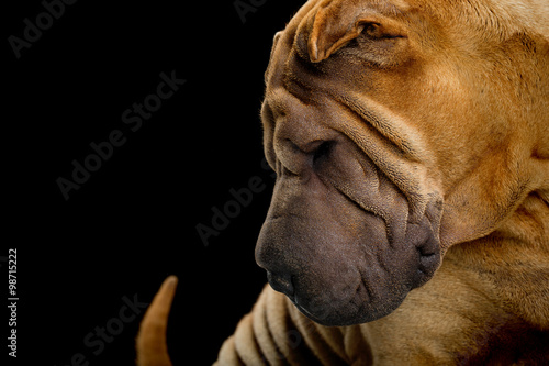 shar-pei posiert im studio