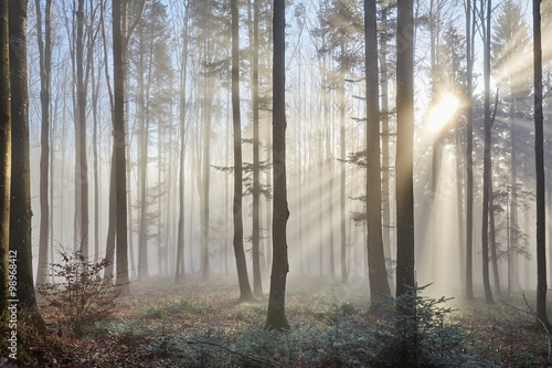 Sun rays through the foggy forrest